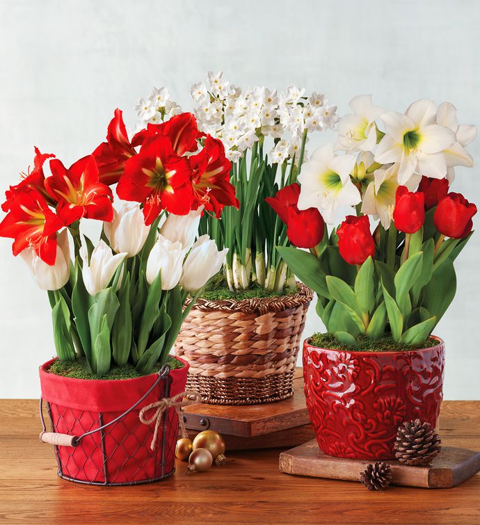 Flowers & Plant Gifts Send Flowers Harry & David