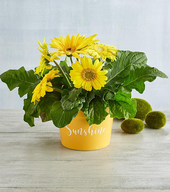 Gerbera Daisy Plant Gift