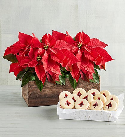 Poinsettia Duo with Cookies