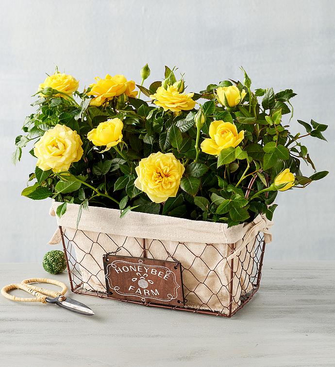 Sunny Honeybee Yellow Mini Rose Duo