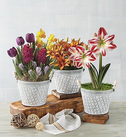 Bulb-of-the-Month Club