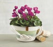 August club product