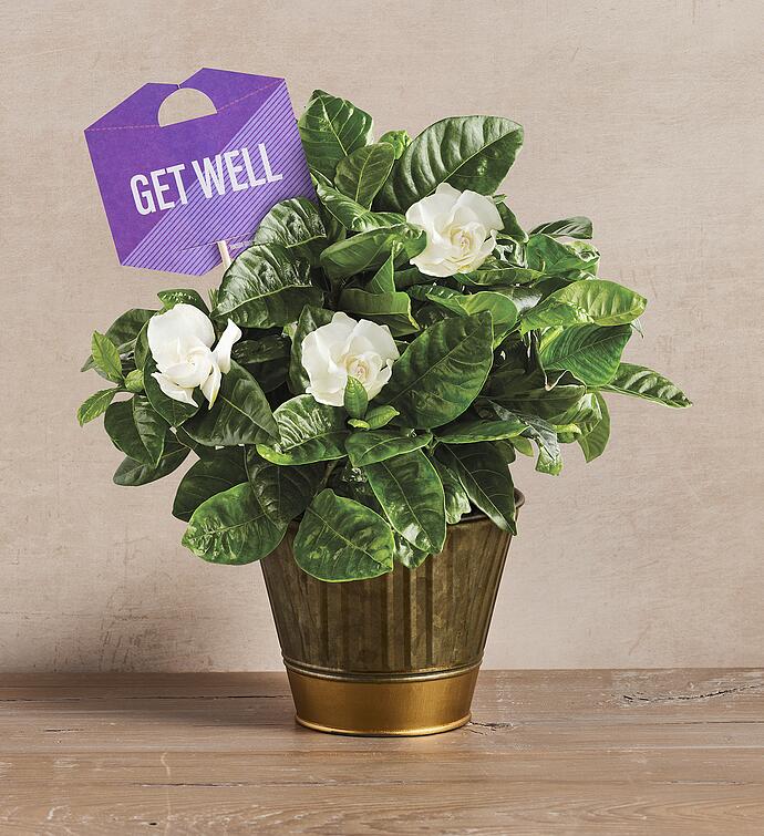Get Well Gardenia