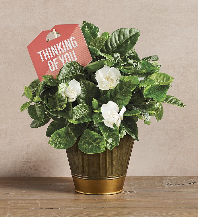 Thinking of You Gardenia