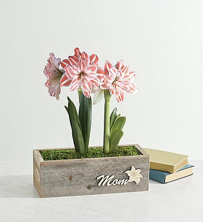 Mother's Day Dancing Queen Double Amaryllis Gift
