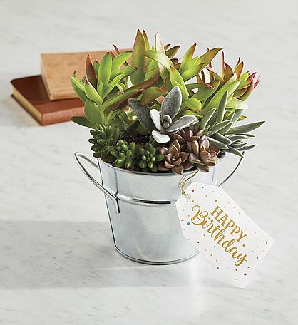 "Have a Happy Birthday" Succulent Gift