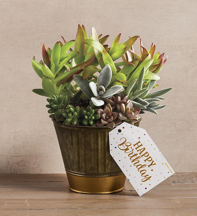 "Have a Happy Birthday" Succulent Gift