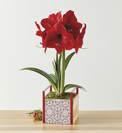 Red Lion Amaryllis