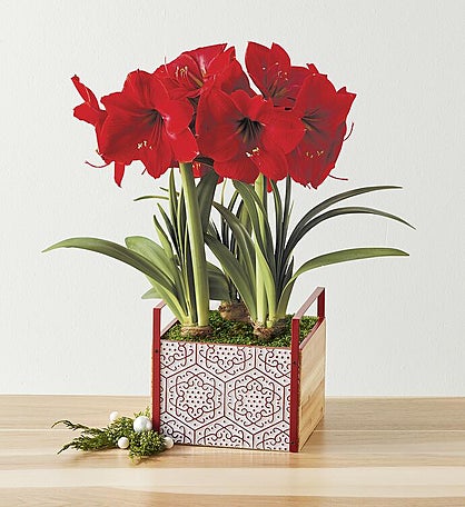 Red Lion Amaryllis - Triple