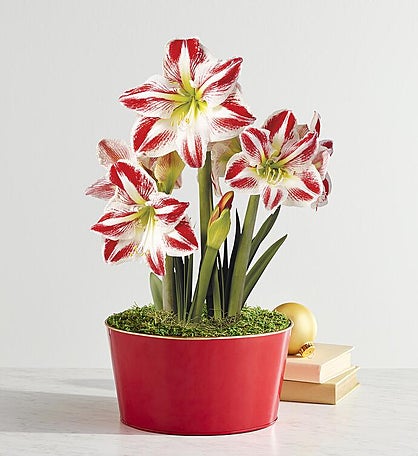 Candy Cane Amaryllis - Double