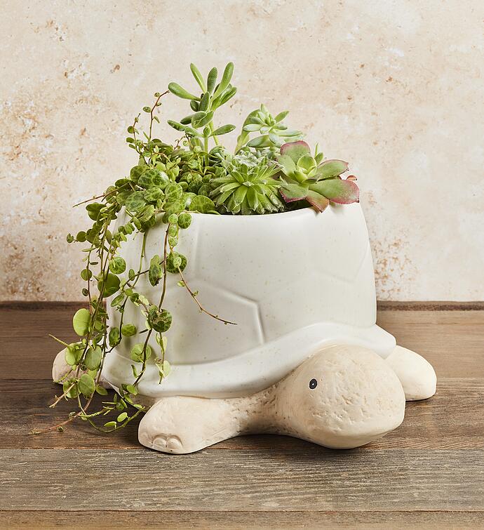 Turtle Succulent