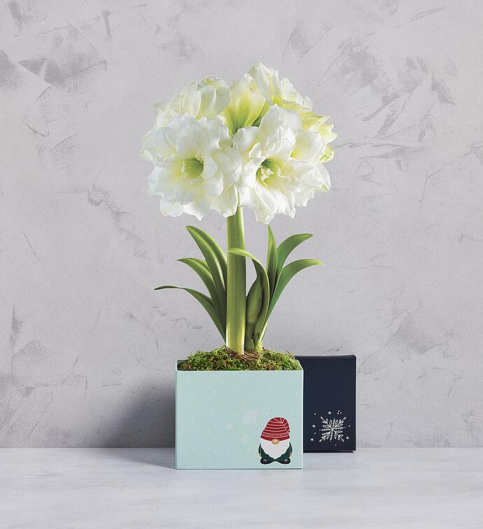 White Ruffle Amaryllis Single