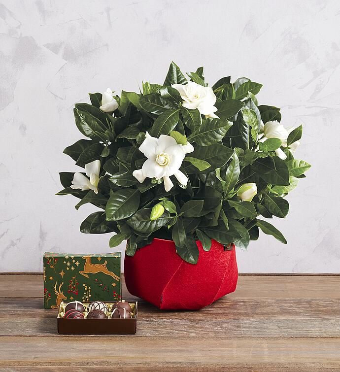 Gardenia with Truffles Gift