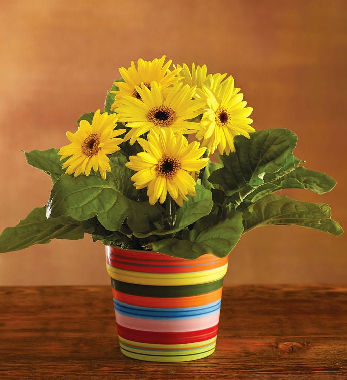 Gerbera Daisy Plant Gift Gerbera Daisy Delivery Harry & David
