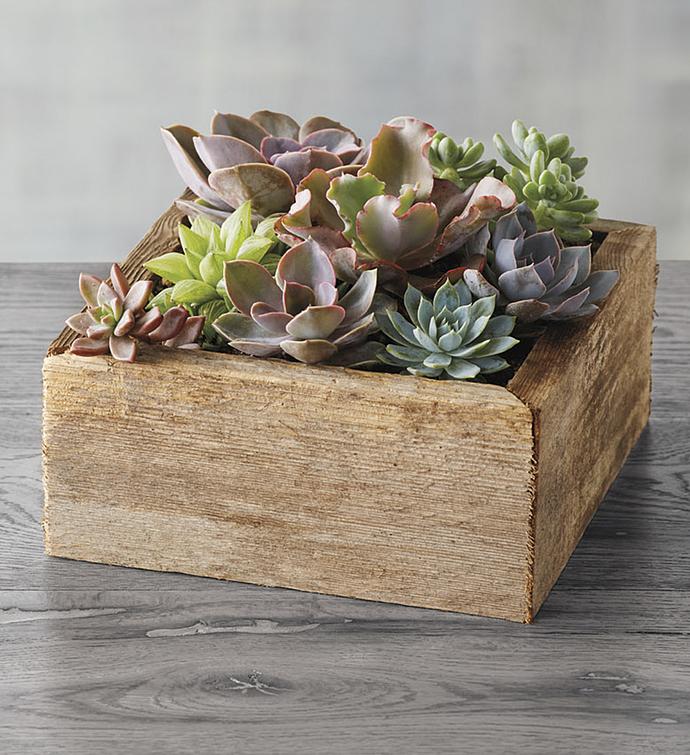 Succulents in Reclaimed Wood Planter