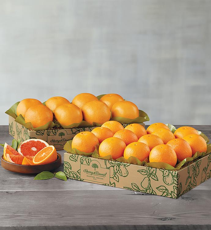 Navel Oranges and Grapefruit   Two Trays