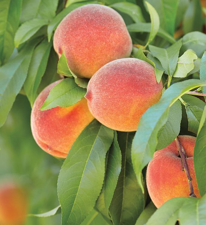 Cream of the Crop Oregold® Peaches