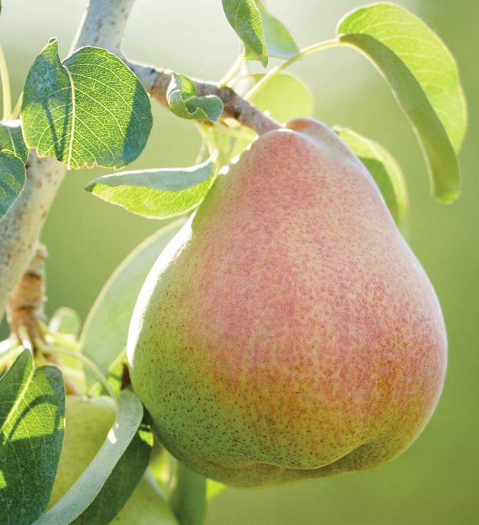 The Favorite® Royal Riviera® Pears
