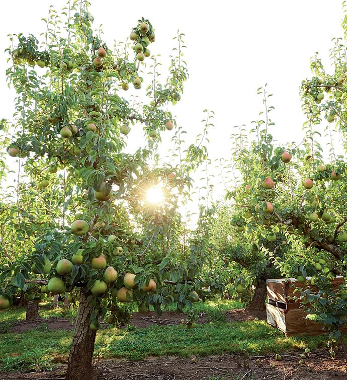 Three Boxes of The Favorite® Royal Riviera® Pears