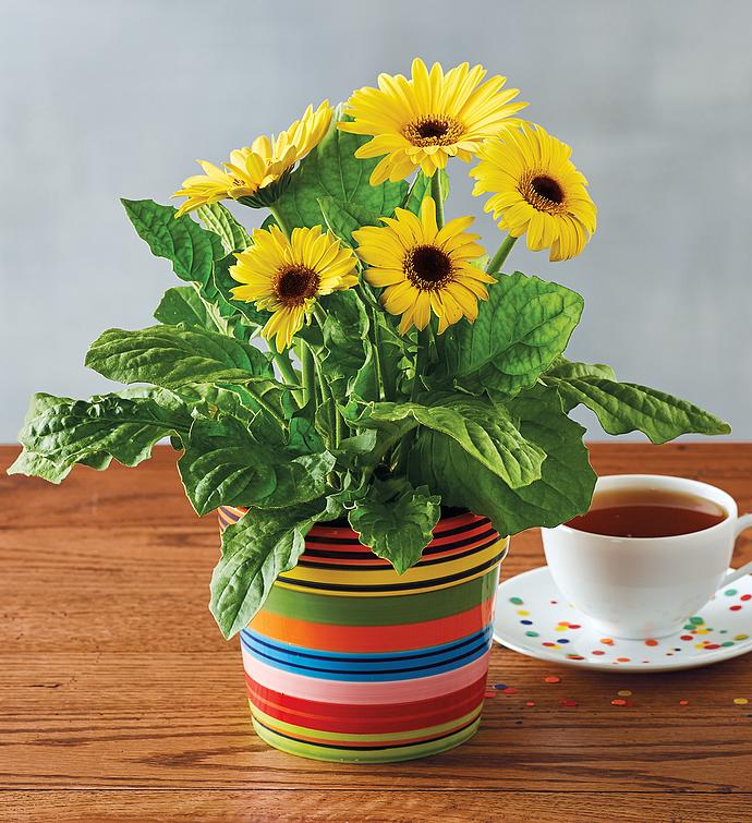 Gerbera Daisy Plant Gift Gerbera Daisy Delivery Harry & David