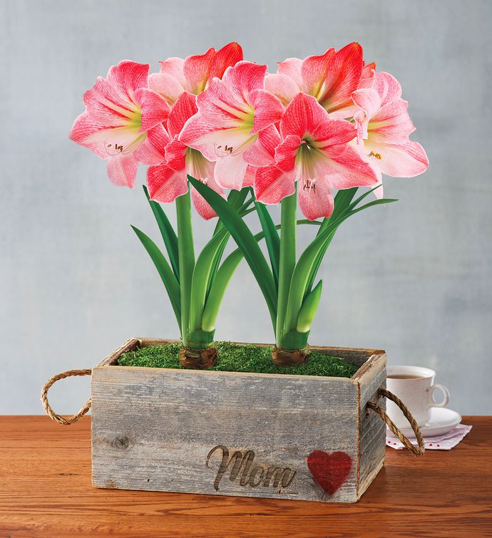 Amaryllis Gifts Amaryllis Plants & Bulbs Harry & David