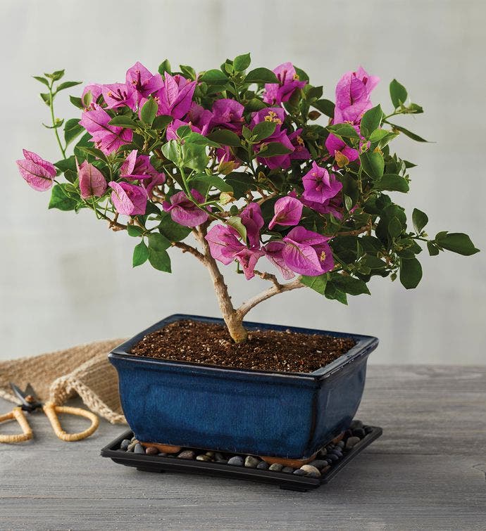 Bougainvillea Bonsai Tree Gift | Buy Bonsai Trees | Harry &amp; David