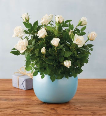 Plants Flowering Plants Indoor Plant Gifts Harry David - baby boy mini rose snipeimage