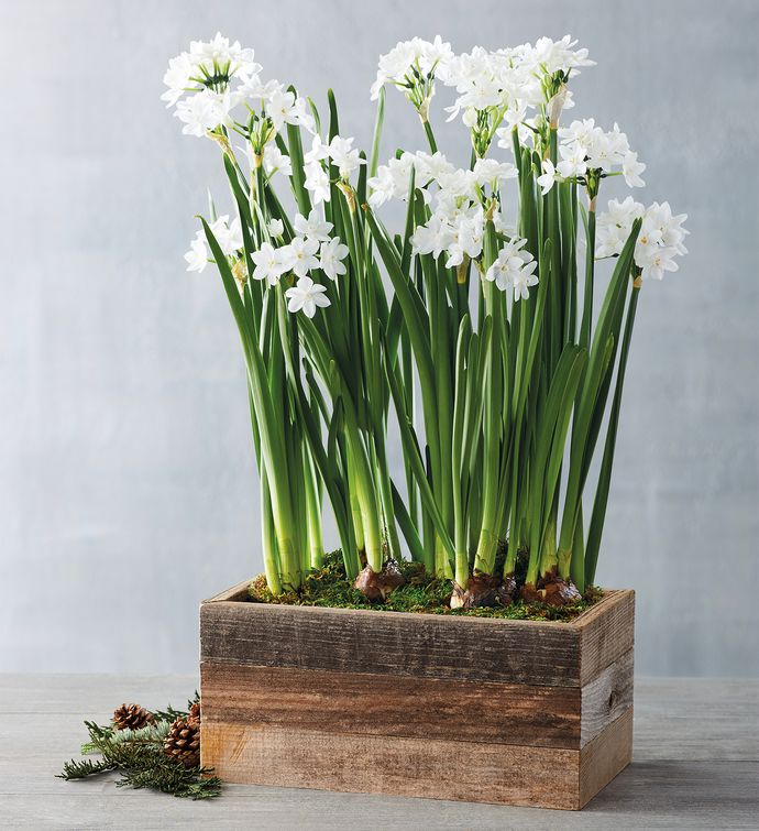 Paperwhites Bulb Garden in Reclaimed Wood Box 