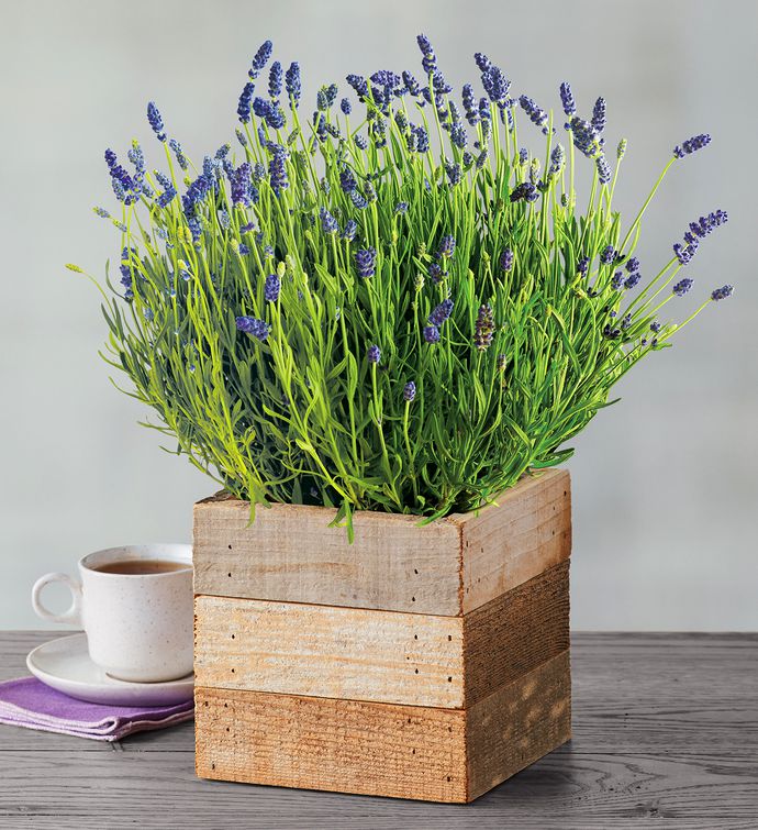 Lavender in Reclaimed Wood Box