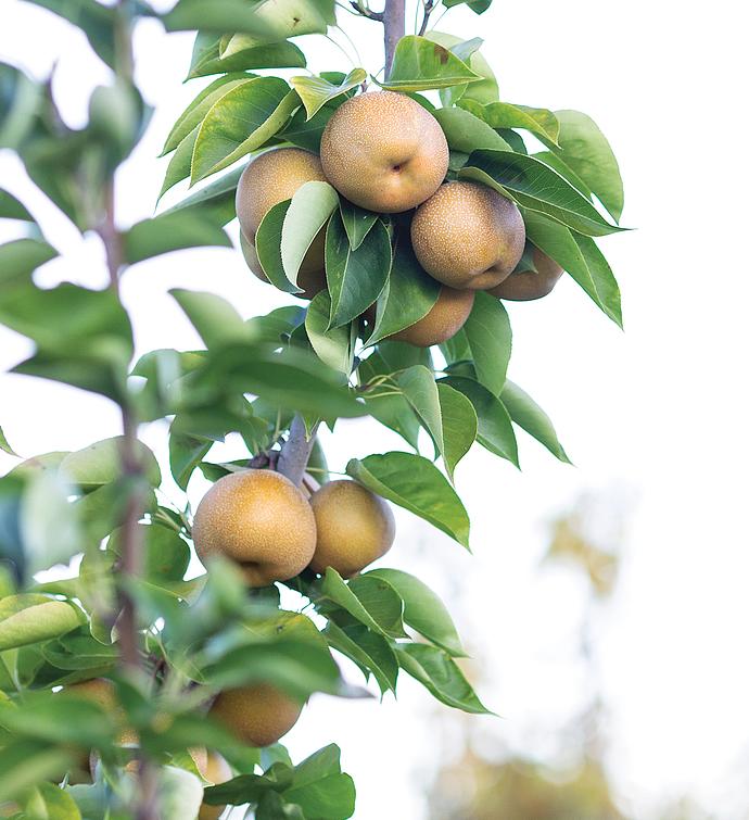 Royal Riviera® Hanukkah Pears 