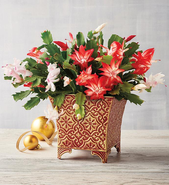 mail order christmas flowers