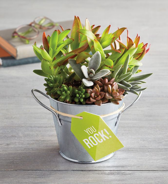 &quot;You Rock&quot; Succulent Gift