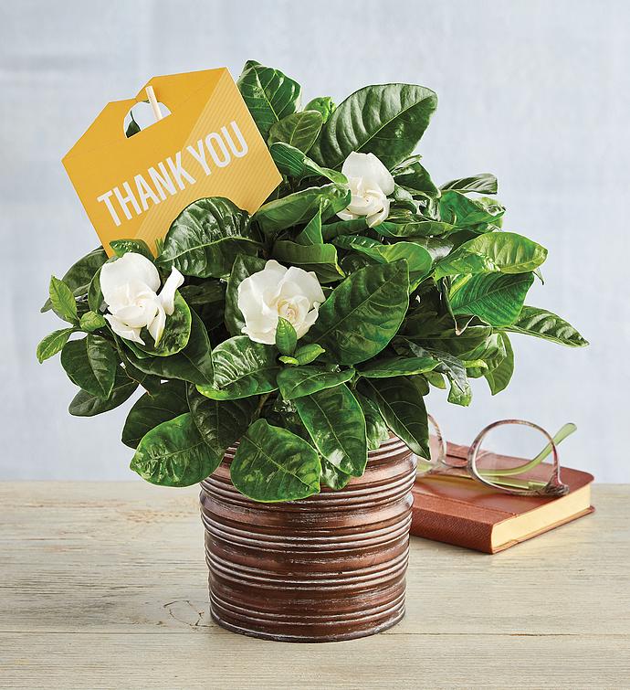 Pick Your Occasion Gardenia Gift