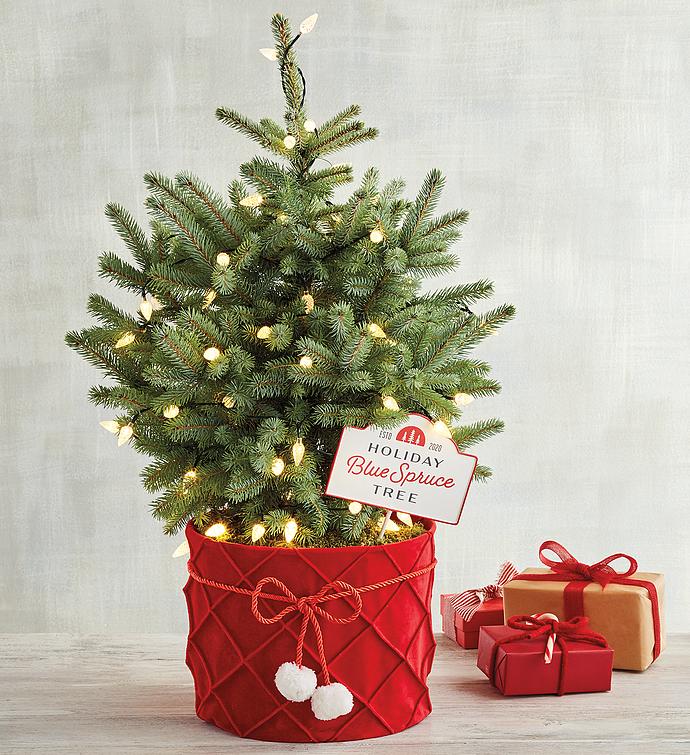 Blue Spruce Tree Harry & David