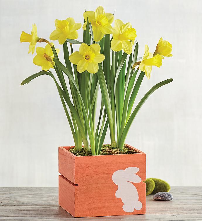 Daffodils in Bunny Crate