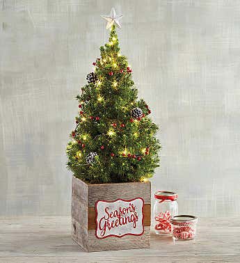 Mini Christmas Tree Delivery | Christmas Tree Gifts | Harry & David