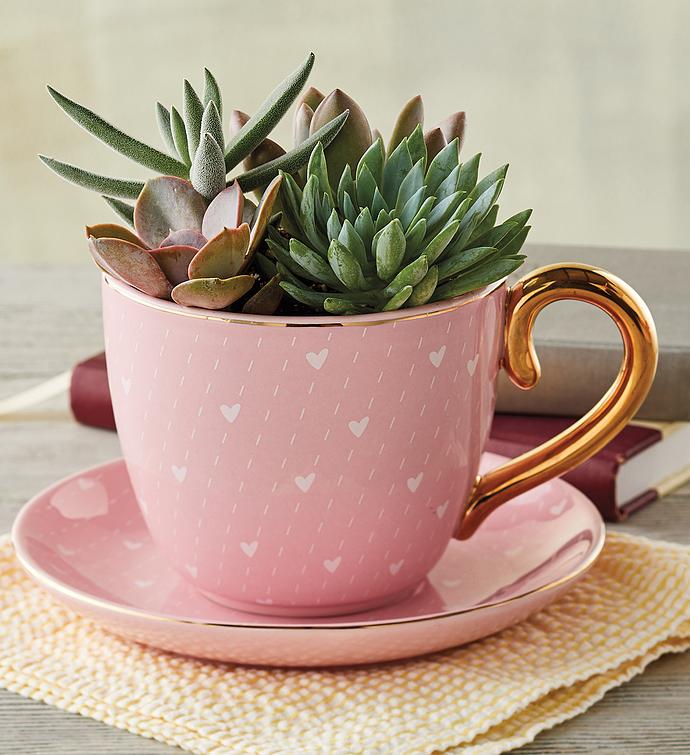 Teacup with Succulents | Harry & David