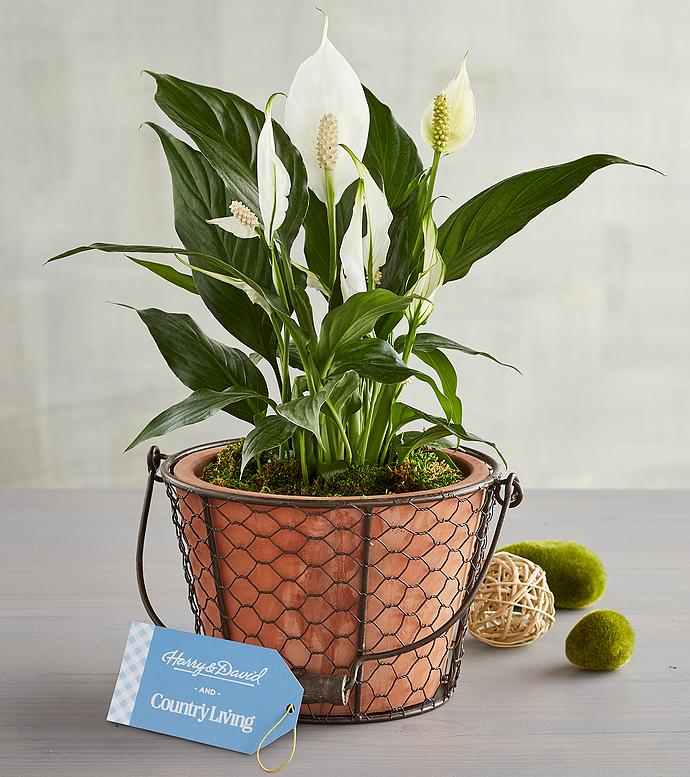 Country Living Peace Lily
