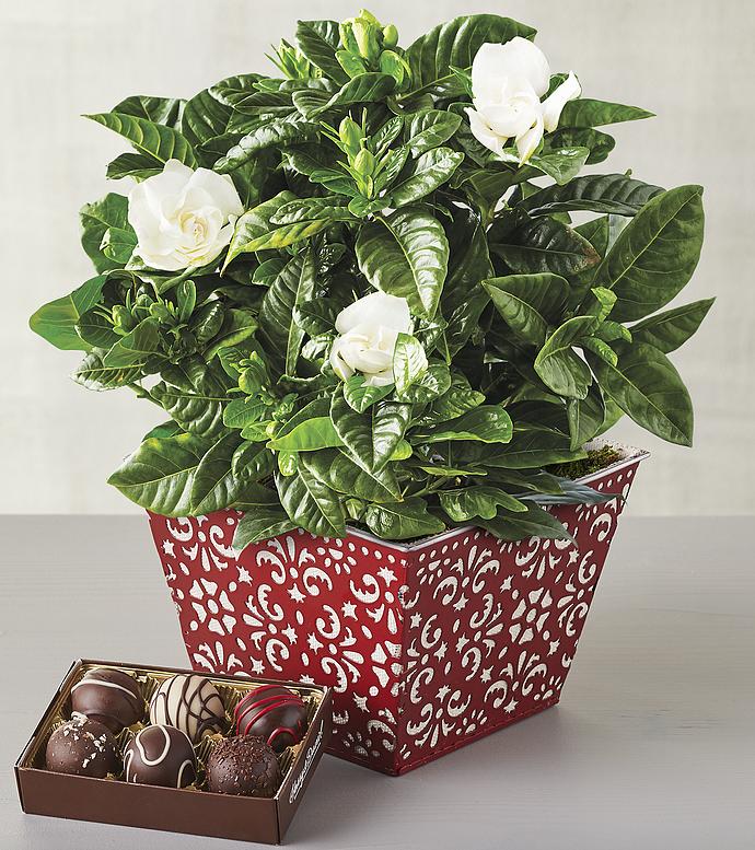 Christmas Flower Delivery Christmas Plants Harry David