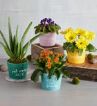 "Just Saying Aloe" Plant Gift