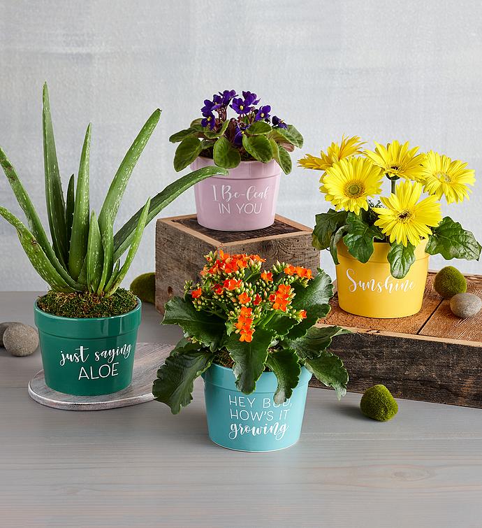 Gerbera Daisy Plant Gift