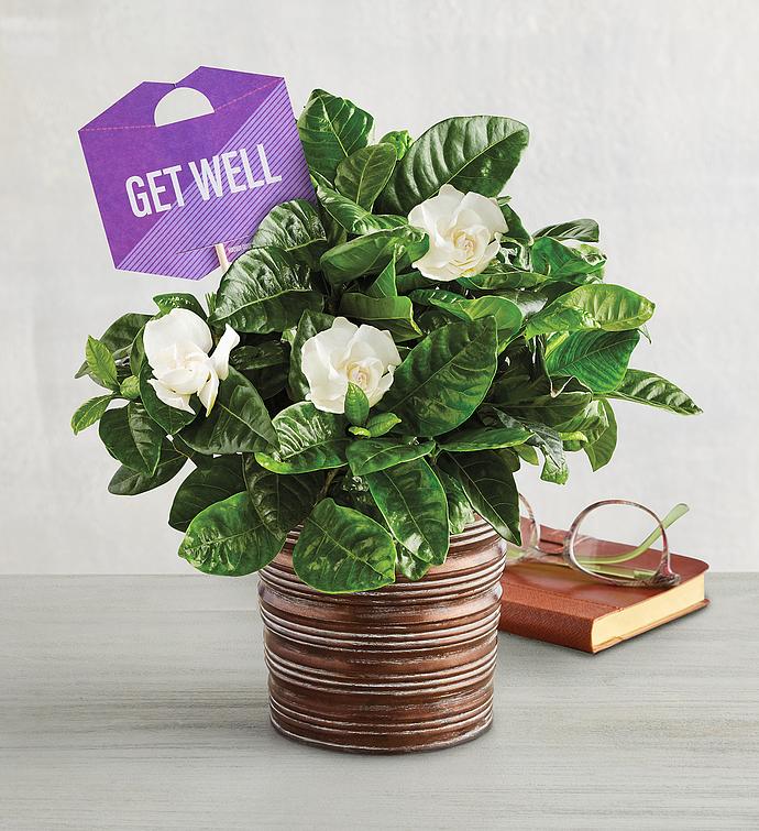 "Get Well" Gardenia