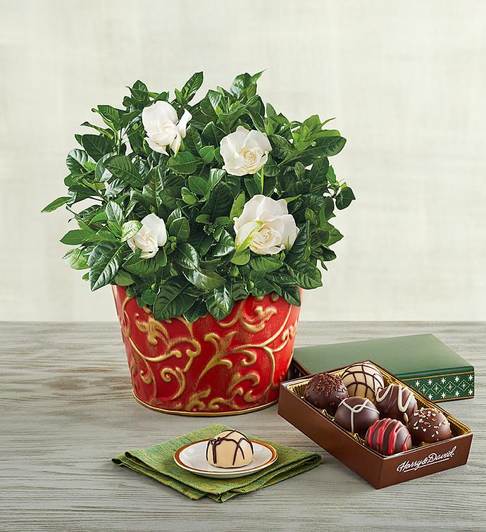 6" Gardenia with Truffles Gift