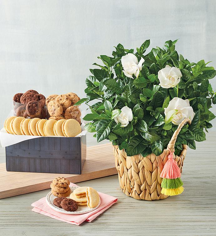 Gardenia with Cookies