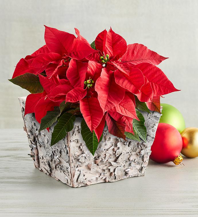 Holiday 4" Poinsettia