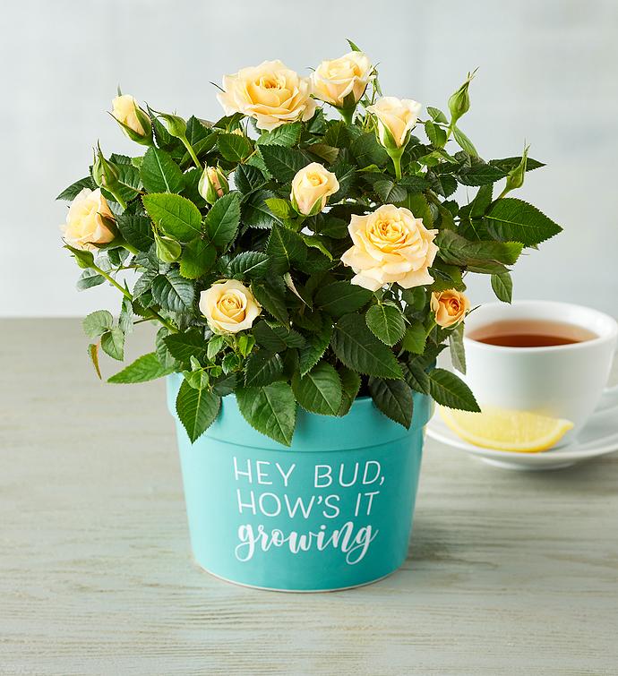 &quot;Hey Bud, How&#x27;s It Growing&quot; Plant Gift