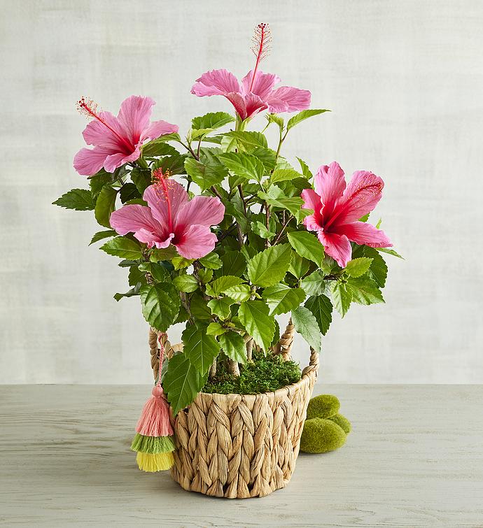 6" Pink Hibiscus Plant