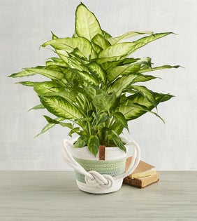 Gift Plant of the Month Club