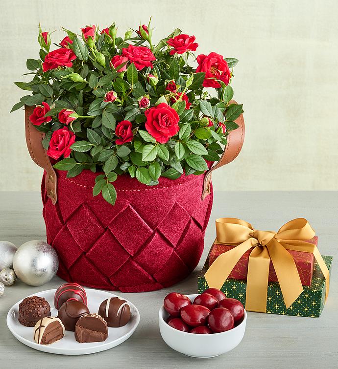 Mini Rose Plant with Holiday Treats