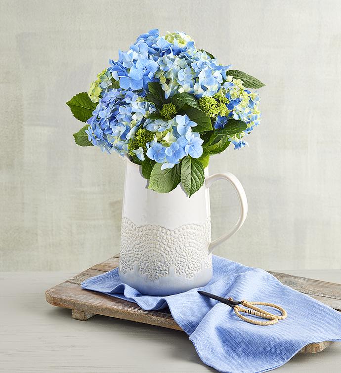 Hydrangea in Pitcher